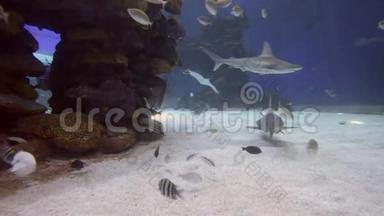 珊瑚礁鲨鱼在以色列Eilat的鲨<strong>鱼池</strong>游泳