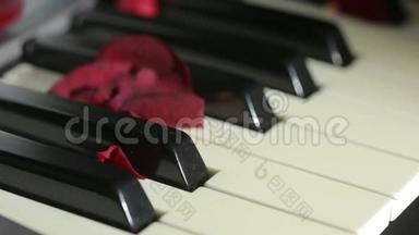 钢琴琴键上的玫瑰花瓣。 风吹散了玫瑰花瓣