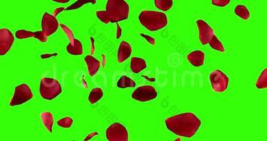 红玫瑰花瓣过渡水平飞流在色度键，绿色屏幕背景，与阿尔法通道，假日爱，