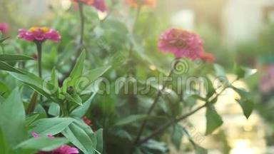 美丽的五颜六色的花在夏季花园的慢动作与阳光和紧张的耀斑<strong>效果</strong>。 1920x1080
