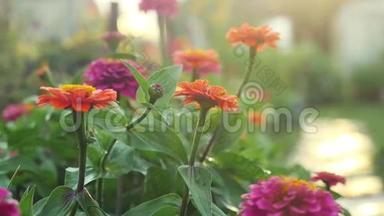 美丽的五颜六色的花在夏季花园的慢<strong>动作</strong>与阳光和<strong>紧张</strong>的耀斑效果。 1920x1080
