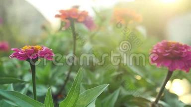 美丽的五颜六色的花在夏季花园的慢<strong>动作</strong>与阳光和<strong>紧张</strong>的耀斑效果。 1920x1080