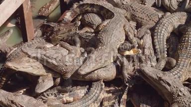 柬埔寨Tonle Sap湖鳄鱼<strong>养殖场</strong>