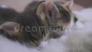 猫喂她的小猫。 小猫在生活方式上吮吸乳头，猫慢动作视频。 猫妈妈和小猫