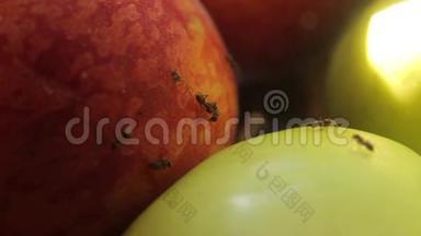 吃水果的蚂蚁。 特写镜头。 宏观的