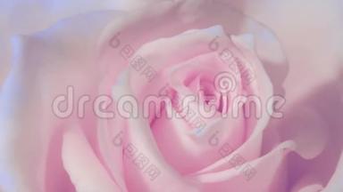 延时，关闭开放的粉红色玫瑰，盛开的粉红色玫瑰，美丽的动画，全高清