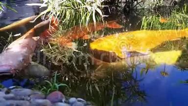 日本<strong>鲤鱼</strong>在水中，日本KOI<strong>鲤鱼</strong>漂浮在一个装饰池塘里。 红、橙、白<strong>鲤鱼</strong>