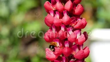 红羽扇豆花上的大黄蜂