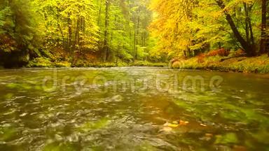 秋天的风景，树上五颜六色的叶子，雨夜后的早晨在河边。 五颜六色的叶子。 秋天的小溪。 森林河。