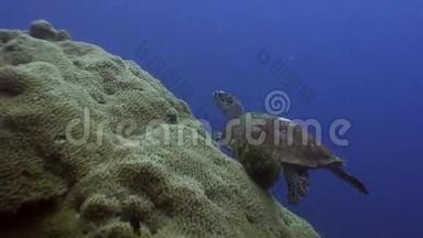 菲律宾海洋中彩色珊瑚背景下的海龟。