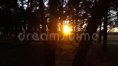 夕阳下的秋林。 运动中的视频