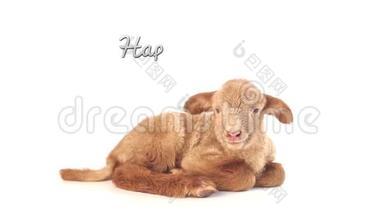 复活节快乐小羊在白色背景下单独接吻