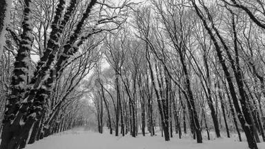 冬天公园里<strong>积雪覆盖</strong>着树木