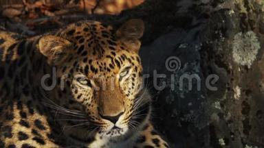 俄罗斯Primorsky野生动物园美丽稀有<strong>美洲豹</strong>画像