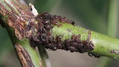 蚂蚁在玫瑰茎上种植蚜虫。