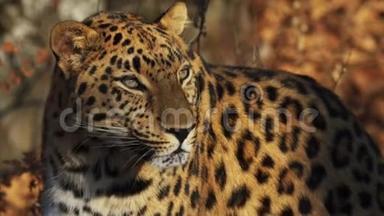 俄罗斯Primorsky野生动物园美丽稀有美洲豹画像