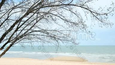 海滩上的松树，背景为海和天空的松树枝