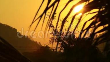 清晨的太阳在日出时透过椰子树升起
