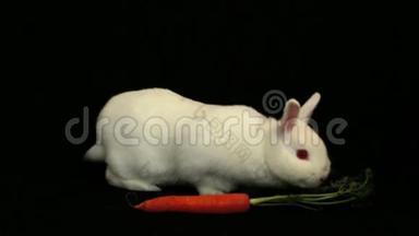 小白兔在胡萝卜周围嗅嗅