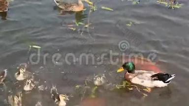 鸭子和小鸭子在池塘里游泳