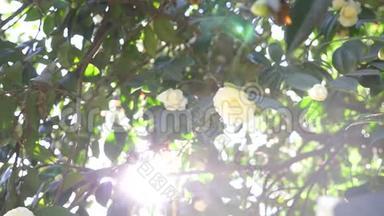 美丽的白玉兰花在花园里的风中。 太阳眩光。 4k，慢动作