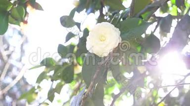 美丽的<strong>白玉兰</strong>花在花园里的风中。 太阳眩光。 4k，慢动作