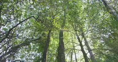 镜头抬头望着森林中的<strong>高大树木</strong>