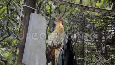 早晨，在传统的乡村谷仓上，一只只金公鸡正在<strong>鸣叫</strong>. 五颜六色的长尾凤凰公鸡乌鸦