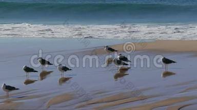 <strong>海鸥</strong>成群结队地坐在沙滩上的<strong>海浪</strong>中