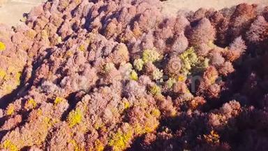 秋季期间用警告色对树林进行空中探索
