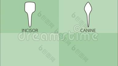 牙齿类型有细节词-切牙，尖牙，前磨牙，磨牙，牙齿种类