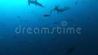 鲨鱼潜水水下视频加拉帕戈斯群岛太平洋