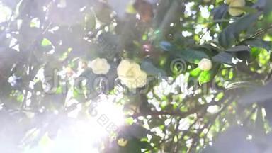 美丽的<strong>白玉兰</strong>花在花园里的风中。 太阳眩光。 4k，慢动作