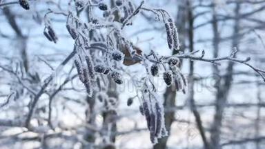 冰冻的<strong>树</strong>枝<strong>林登树</strong>在雪地上的蓝天冬日自然景观