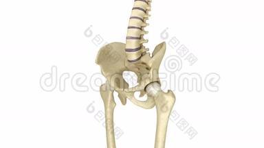 人体骨骼：骨盆和骶骨.. 医学上精确
