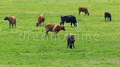 绿野草地上的牛群