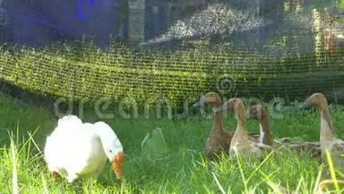 小鸭子和小鸭子坐在草地上