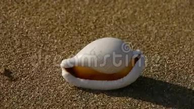 沙滩上的白海螺，风吹沙