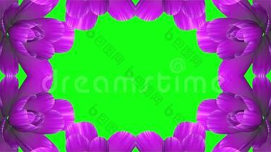 开放长时间盛开的紫色花朵远时间推移动画隔离在色度键绿屏背景新