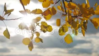 黄色的白杨阳光在蓝天背景下离去。 树叶，森林，美丽的阳光，阳光，秋天的风景