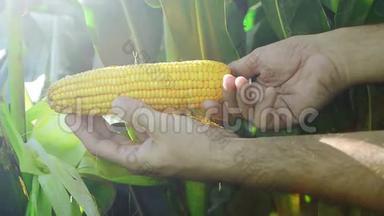 在收获季节之前，种植农业玉米的农民对幼粒玉米芯进行检查。