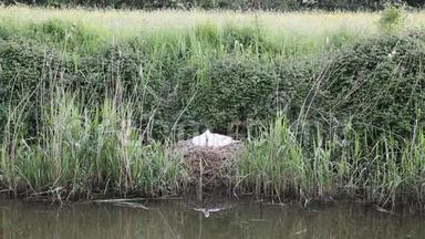 母天鹅在河岸的<strong>芦苇丛</strong>上筑巢