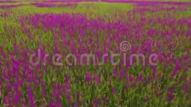 鸟瞰一大片美丽的紫色花朵