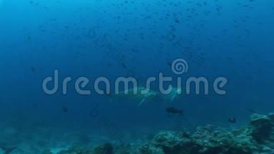 鲨鱼潜水水下视频加拉帕戈斯群岛太平洋