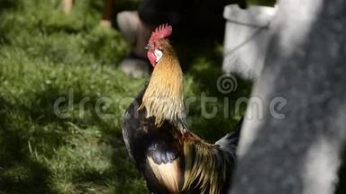 早晨，在传统的乡村谷仓上，一只只金公鸡正在<strong>鸣</strong>叫. 五颜六色的长尾凤凰公鸡乌鸦