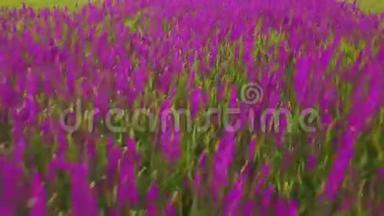 鸟瞰一<strong>大</strong>片美丽的<strong>紫色花朵</strong>