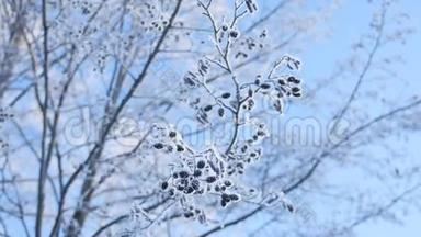 冰冻的<strong>树</strong>枝<strong>林登树</strong>在雪地上的蓝天自然景观冬季