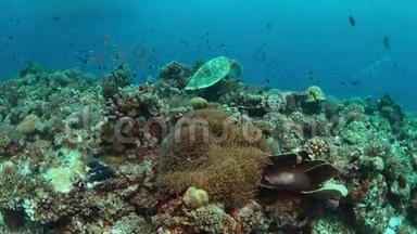 珊瑚礁有丰富的鱼类和鱼4k