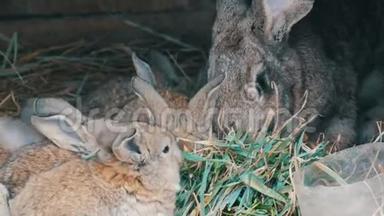 美丽有趣的小兔子幼崽和他们的妈妈在农场的笼子里吃草。