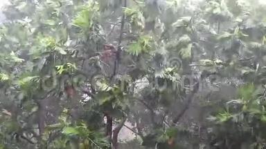 树木和倾盆大雨。 热带倾盆大雨